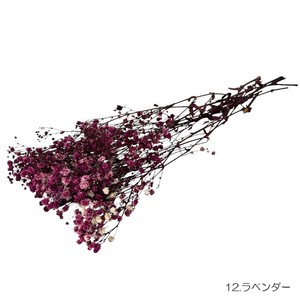 即納 かすみそうブロッサム ラベンダー プリザーブドフラワー カスミソウ 霞 花材 小さい花