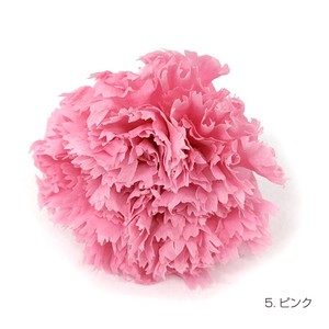 即納 フリルカーネーション ピンク プリザーブドフラワー 花材