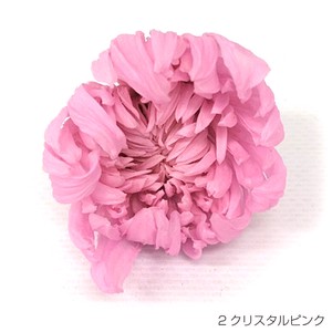 即納 リンギク クリスタルピンク プリザーブドフラワー 輪菊 花材 桃色