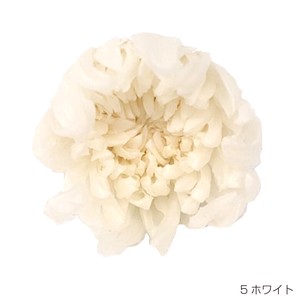 即納 リンギク ホワイト プリザーブドフラワー 輪菊 花材 白色