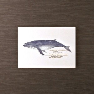 Postcard Humpback-whale