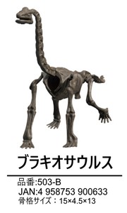 【恐竜】【夏休み】【自由研究】恐竜スケルトンキット　ブラキオサウルス　503-B