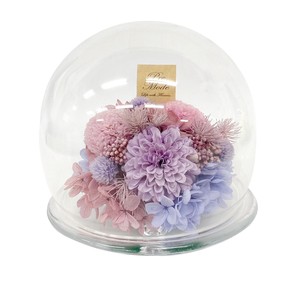 プラネットマム ピンポン パープル ドーム型 仏花 お供えキク 菊 丸い花 ギフト プレゼント 母の日