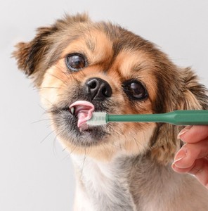 マウスクリーニング ペット歯ブラシ ペット用 歯ブラシ 猫用 犬用 健康 歯石 虫歯予防
