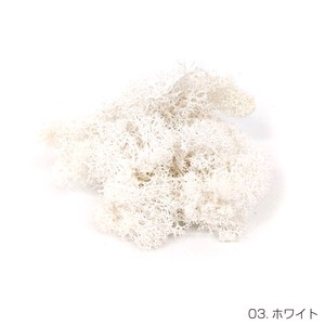 即納 モスフォレスト ホワイト プリザーブドフラワー サギナ コケ 苔 花材