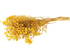 即納 かすみそうブロッサム イエロー プリザーブドフラワー カスミソウ 霞 花材 小さい花 黄色
