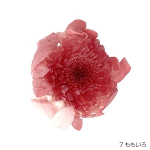 即納 グラデーションマムこまち ももいろ プリザーブドフラワー 菊 花材 丸い花 桃色