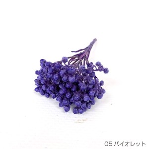 即納 ライスフラワー（パステルシリーズ）バイオレット  プリザーブドフラワー 花材 小さい花 紫色
