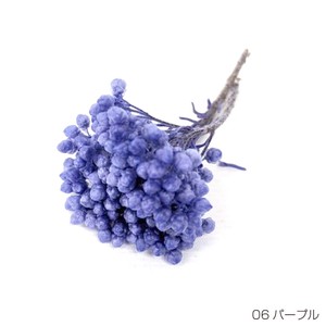 即納 ライスフラワー（パステルシリーズ）パープル  プリザーブドフラワー 花材 小さい花 紫色