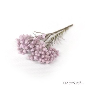 即納 ライスフラワー（パステルシリーズ）ラベンダー  プリザーブドフラワー 花材 小さい花 薄紫色