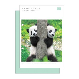 Notebook Series Panda