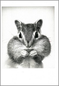Postcard Monochrome Squirrel