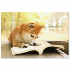 明信片 秋
