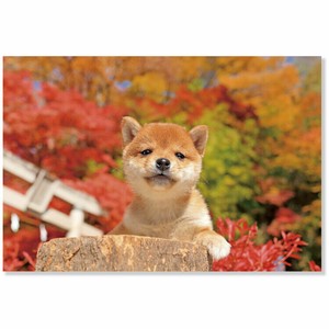 明信片 秋