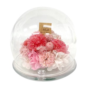 プラネットマム ピンポン  ピンク ドーム型 仏花 お供えキク 菊 丸い花 ギフト プレゼント 母の日