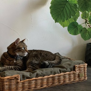 Pre-order Beds/Mattresses Cat