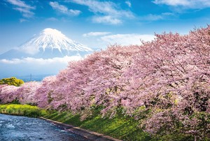 ポストカード　川辺から富士山と桜