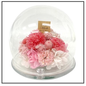 プラネットマム ピンポン  ピンク ドーム型 仏花 お供えキク 菊 丸い花 ギフト プレゼント 母の日