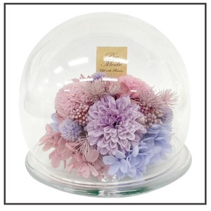 プラネットマム ピンポン  パープル ドーム型 仏花 お供えキク 菊 丸い花 ギフト プレゼント 母の日