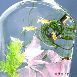 ハーバリウムクラブ　ハーバリウムシール　メダカ　(両面印刷)　HR-MDK-101