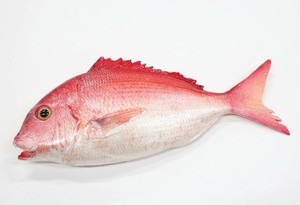 日本職人が作る　食品サンプル　鯛(片面)ブロー　IP-544