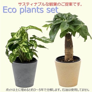 【観葉植物AST】◆エコ観葉セット　底面給水