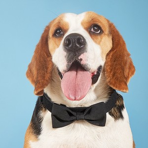犬用服装 领带 项链 狗