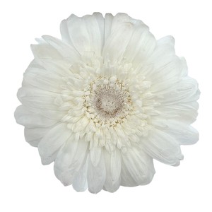 即納 ガーベラ 6輪 ホワイト プリザーブドフラワー 花材