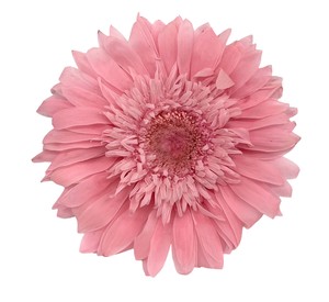 即納 ガーベラ 6輪 ピンク プリザーブドフラワー 花材
