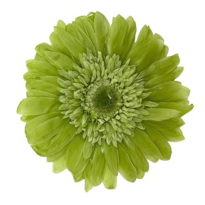 即納 ガーベラ 6輪 スプリンググリーン プリザーブドフラワー 花材