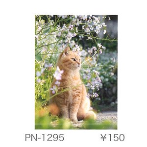 【イーズプロダクツ】ポストカード 島猫フォトポストカード