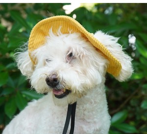 ペット用品 オープンイヤー バケットハット アクセサリー 犬用 犬猫兼用 帽子 安全 調節可能 着脱簡単