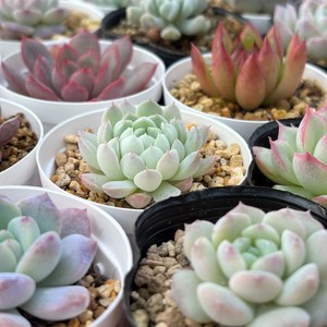カット苗アソートセット10種10苗【品種完全お任せ】　多肉植物