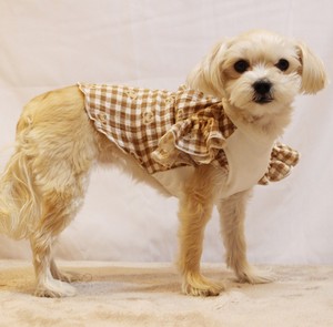 犬服 ブラウスTシャツ S M L XL 小型犬 中型犬 かわいい 袖 フリル レース バルーン 春 夏 秋