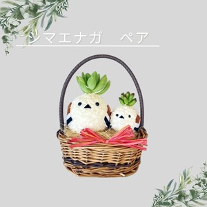 多肉植物　インテリアプランツ　モスビー　プレゼント　シマエナガ　癒やし