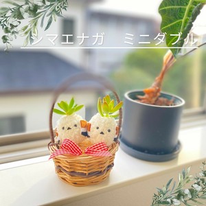 多肉植物　インテリアプランツ　モスビー　プレゼント　シマエナガ　癒やし