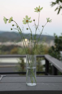 スクランティ・シリンダーベース　プランター/花瓶/インテリア/植物