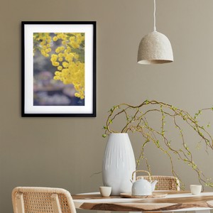 【アートポスター】写真 花フサアカシア 風景景色 photo flower Acacia dealbata A4サイズ 額縁付