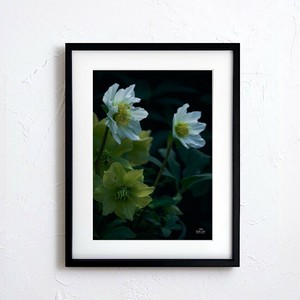 Poster Flower Japan flower