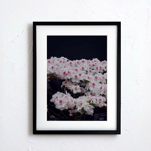 海报 花 日本