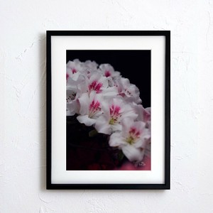 海报 花 日本