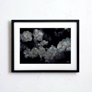 海报 花 日本