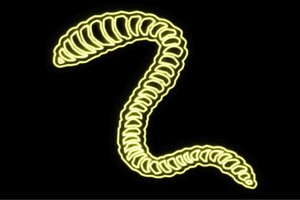 【ネオン】毒蛇【へび】【蛇】【ヘビ】【スネイク】【アニマル】【動物】【ネオンライト】【電飾】【LED