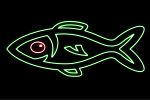 【ネオン】お魚【16】【魚】【フィッシュ】【さかな】【サカナ】【FISH】【海】【うみ】【ネオンライ