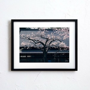海报 花 日本