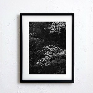 海报 花 日本 黑白