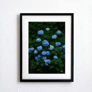 海报 花 紫阳花 日本