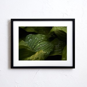 【アートポスター】写真 日本 雨 雫 葉の露 風景景色 photo japan flower A4サイズ 額縁付