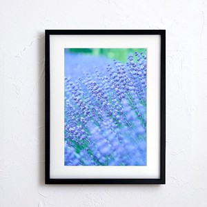 Poster Lavender flower