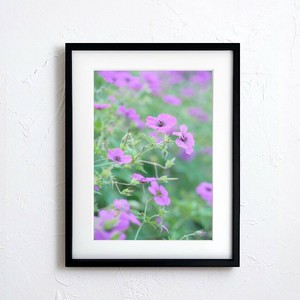 海报 花 日本
